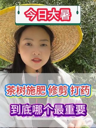 大暑节气茶树施肥修剪打药哪个最重要 #茶树施肥 #茶树修剪 #茶树种植 #茶树种植技术与管理 #茶园管理