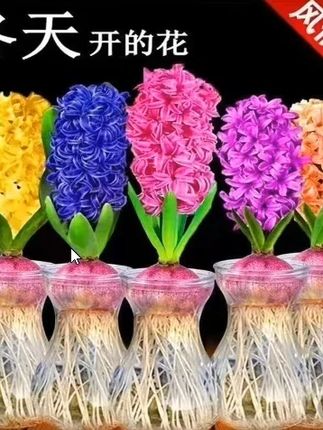 #风信子 被誉为活的香水花,水培土培都可以#爱生活爱养花#风信子水培