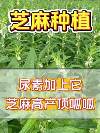 尿素加上它,芝麻高产顶呱呱#芝麻 #芝麻种植 #芝麻高产种植 #农业种植 #芝麻高产