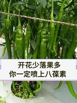 辣椒开花少不坐果,你一定喷上八葆素 #辣椒种植 #辣椒促花保果 #辣椒高产 #八葆素