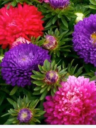 9月种上它,过年好赏花#糖果菊#菊花#糖果菊种子 #爱生活爱养花