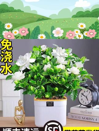栀子花盆栽多季开花卉植物室内水培绿植清香木好养活茉莉花带花苞 #花卉绿植 #爱生活爱养花 #绿植