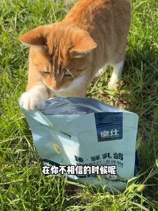 深海鱼和蛋黄卵磷脂双重左右,呵护毛发改善掉毛#猫咪 #萌宠好物 #萌宠出道计划 #养猫人