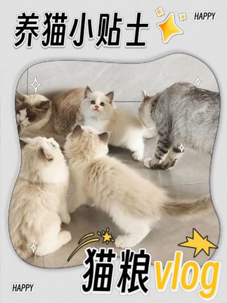 别再给猫咪喂没营养的猫粮了 评论区留言看看你家猫咪吃什么猫粮,#猫粮推荐 #ROYALAGATE皇玛 #皇玛猫粮 #猫咪 #铲屎官日记