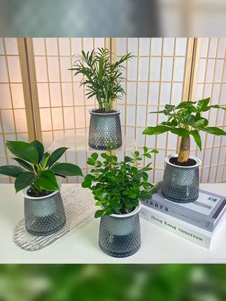 买三送一 椰子金钻发财树文竹九里香栀子花绿植盆栽桌面绿植 #欢迎新老客户的光临 #绿植优选 #爱生活爱养花 #室内盆栽 #室内绿植