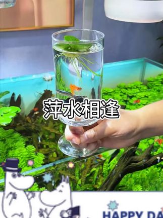 浮萍圆心萍水培绿植庭院办公室鱼虾龟缸鱼缸造景漂浮专用水草#浮萍圆心萍 #水培绿植 #鱼缸造景 #水草 #庭院办公室装饰