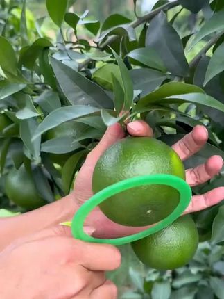 柑橘拉皮方案套餐膨果粗皮畸形果修复乳酸钙镁硼锌防裂补钙拉皮肥 柑橘拉皮方案套餐膨果粗皮畸形果修复乳酸钙镁硼锌防裂补钙拉皮肥#柑橘种植 #自家果园 #抖音助农 #三农 #种植小技巧