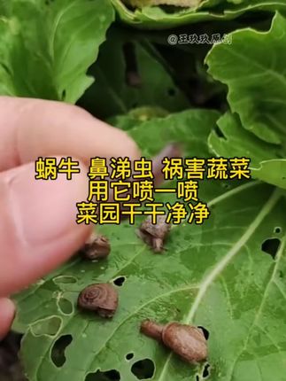 #三农种植 #农资人 #强烈推荐 #蜗螺净 #新农人创业 瓜果蔬菜都可以