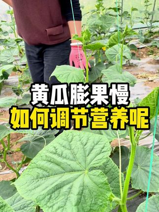 黄瓜膨果慢?如何调节营养呢 #黄瓜种植 #黄瓜种植技术 #蔬菜专用肥 #瓜小美