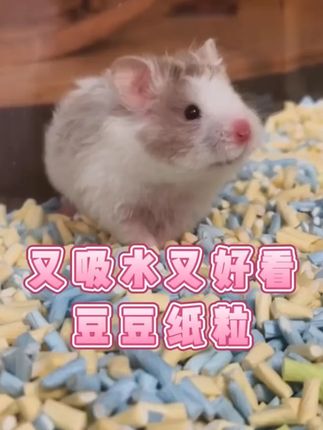 它适豆豆纸粒仓鼠垫料金丝熊除臭木屑纸棉吸水花枝鼠专用造景用品 #豆豆纸粒仓鼠垫料 #金丝熊除臭木屑纸棉 #吸水花枝鼠专用造景用品 #纸棉垫料 #仓鼠用品