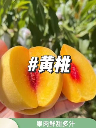 自家果园现摘现发施农家肥精品黄桃脆甜可口#黄桃 #现摘黄桃 #脆甜黄桃 #视频同款 #好物推荐