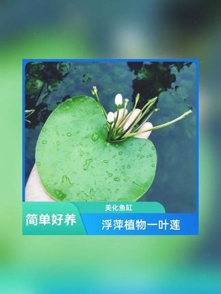 这也太好看了吧 小叶子居然还能开出小花 #一叶莲 #水培植物 #鱼缸里的大自然 #水草 #鱼缸造景