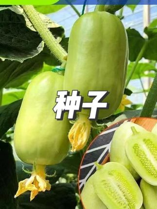 玉女黄瓜种子小黄瓜籽生吃脆甜无渣春秋种植阳台盆栽#种子 #黄瓜种子 #蔬菜种子 #视频同款 #种植