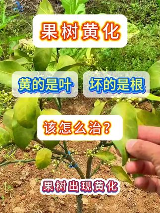 果树黄化 #黄化一撒清 #果树黄化 #果树黄化问题 #果树种植 #果树种植管理