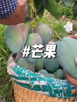 #优质农产品 #芒果 #水果 #口感特别好 #新鲜采摘