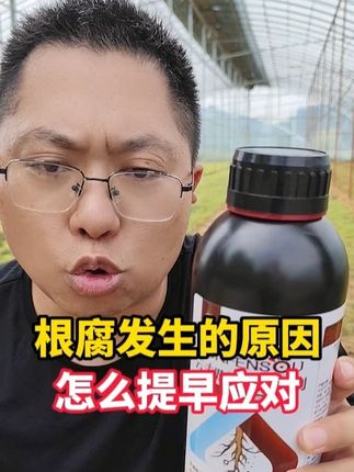 根腐的发生原因及怎么提早应对? #农业种植 #大棚种植 #生根壮苗 #根腐病防治 #果树种植