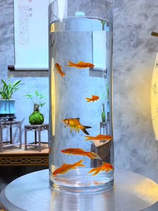 米竹苔藓球迷你造景可水养可土培竹子观音竹室内客厅办公室盆栽#室内盆栽 #米竹苔藓 #迷你造景 #水养土培 #家居装饰