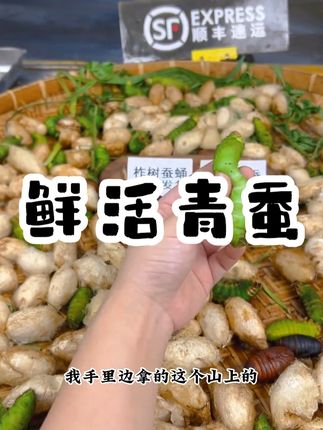 【鲜活青蚕】东北大青蚕新鲜发货大青虫活蚕山上蚕1斤起顺丰发货 #鲜活青蚕 #好物分享 #东北大青蚕 #立秋开吃啦 #热点宝