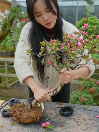 金枝玉叶打造孔雀开屏造型,一定离不开这款铝丝!#养花小知识 #种植小技巧