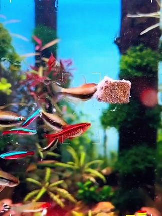 沃韦朗红线虫块冻干红虫丰年虾高蛋白中小型灯科鱼食鱼饲料高营养