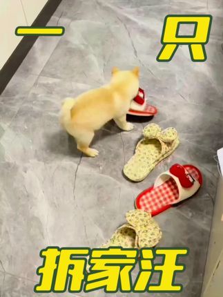 你也有爱拆家的狗子吗?无论是新手养宠,还是养宠几年的家庭, 家里都要备上磨牙棒,三个月以上的狗宝都可以啃,磨牙解馋的同时还释放了精力,还能把牙齿磨的白白的,你也省心了~#当你有只嘴馋小狗 #拆家拆家神狗 #干饭狗的日常 #柴犬 #狗狗磨牙棒