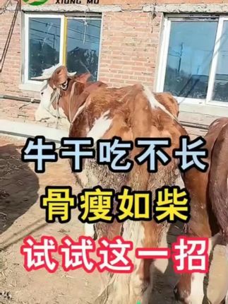 #养牛人 #科学养牛 #育肥牛 #养牛 #养牛技术
