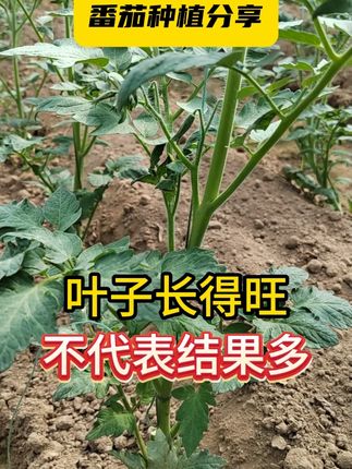 叶子长得旺,不代表结果多 #种植小技巧 #三农 #西红柿种植 #番茄种植 #控旺