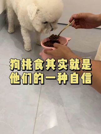 狗挑食其实就是它们的一种自信 #萌宠出道计划#科学养宠攻略#养狗的乐趣#狗子成精了#狗狗