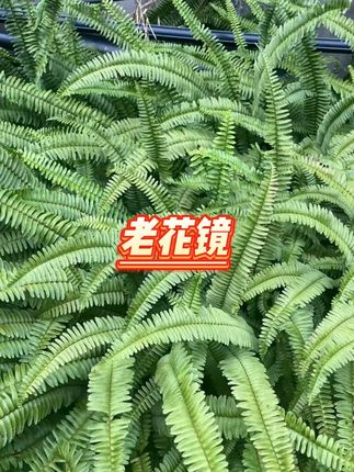 防蓝光折叠便携老花镜 #护眼老花镜 #阅读神器 #老年人用品