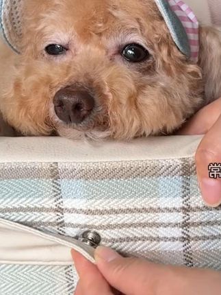 有了这个车载窝 带毛孩子出去玩可真太方便了 走哪拎哪 不闷热 它累了还能趴着 放车上也不占地 #宠物车载窝 #宠物包 #泰迪 #我家毛孩子