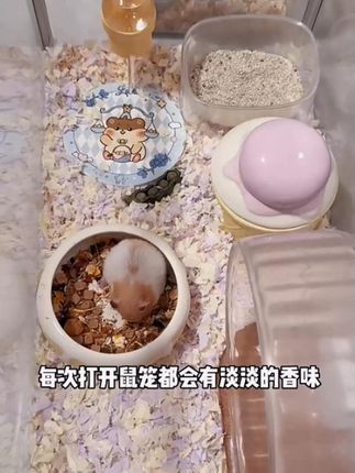 仓鼠除臭颗粒卡诺除臭喷雾四季通用玉米芯木屑金丝熊笼子祛味用品 #仓鼠  #金丝熊  #养鼠日常分享  #仓鼠除臭颗粒