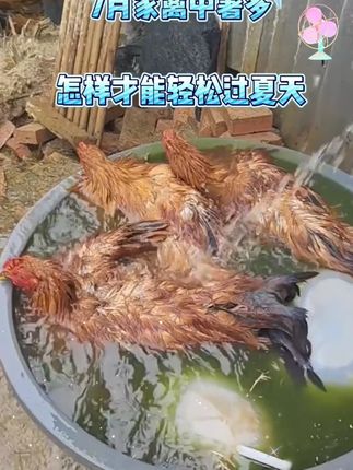 猪牛羊防中暑兽用藿香正气液畜禽通用口服液猪鸡鸭鹅用饲料添加剂 #好物种草