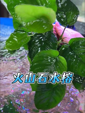 非常适合新手的水草—火山石水榕#养鱼日记 #水草造景 #新手养鱼