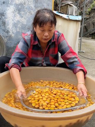 金灿灿的酸枣粒,把肉打下来,留着做酸枣片。 #抖音新农人 #丰收中国2025 #抖音乡村生活家 #新农人计划2025