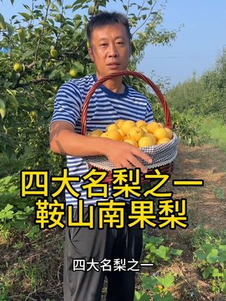 这个秋天,你吃到那颗让你“难舍难离”的鞍山南果梨了吗?#鞍山南果梨 #南果梨