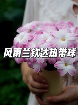 花自开风雨兰钦达热带球根花卉观花植物耐热胖丽丽种球 #风雨兰开花 #风雨兰种球 #风雨兰 #风雨兰胖丽丽 #球根花卉