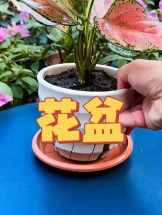 这个东西真的太实用了,既能防止盆底积水烂根 还能增加盆土空气流通# 花卉绿植 # 盆栽 # 花盆