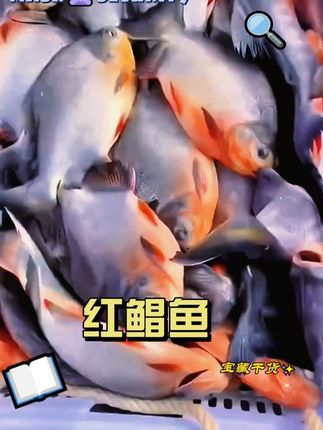 5大条鲜活速冻大鲳鱼 超大650g-750g/条净重6.5斤 肉厚刺少鲜美