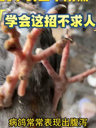 长了鸽豆试试这样#信鸽赛鸽 #养鸽人 #鸽子 #鸟类 @抖音小助手