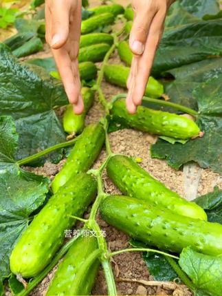 爬满地黄瓜,生吃嘎嘣脆甜,吃完牙缝里都是清甜的果肉#种植 #阳台种菜 #黄瓜种子