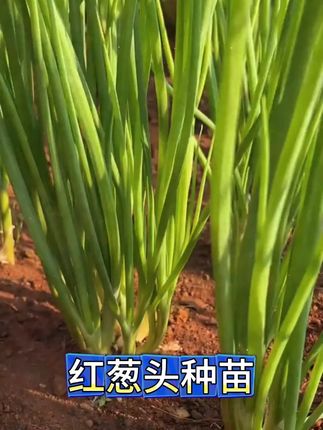 七月葱八月蒜不种葱头是懒汉#葱头 #阳台盆栽 #家庭种植 #种植小技巧小妙招 #香葱头