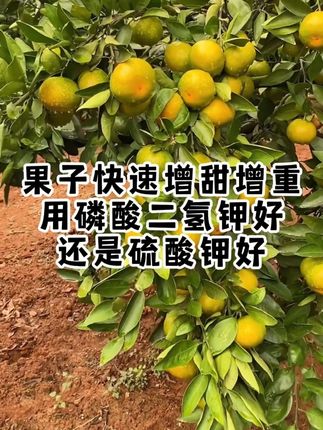 果子快速增甜增重用磷酸二氢钾好还是硫酸钾好 #柑橘着色 #柑橘着色增甜 #柑橘管理 #柑橘种植