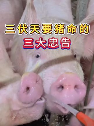 三伏天要猪命的三大忠告 #三农 #养猪知识 #猪养殖 #养猪 #养殖