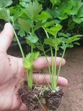皇后大西芹苗,口感脆嫩,现在正是种植的好时机#芹菜苗 #芹菜种植 #西芹苗 #阳台种植 #种苗