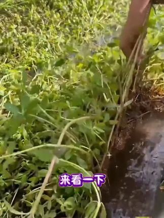 水花生打不住?一定要试试它#水花生 #种植小技巧