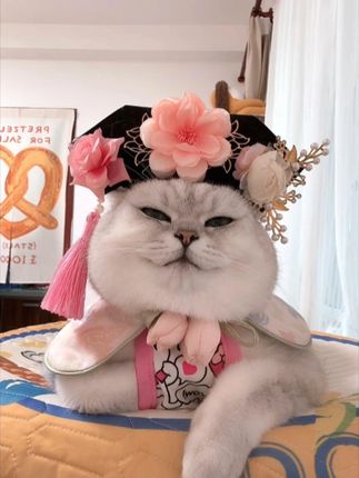 老芬儿:忍是可以忍,但不能为了妈妈 #被迫营业的猫猫 #萌宠出道计划 #猫咪 #抖音萌宠 #芬儿头是猫不是猪