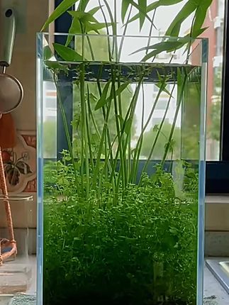 水生植物慈姑种苗茨菇苗燕尾草挺水水草湿地鱼缸池塘净化花卉种球 #养鱼养心 #养鱼养心 #轻松养鱼