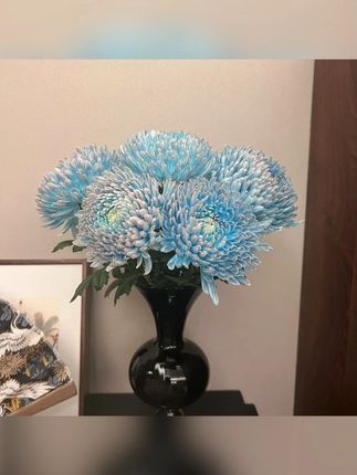 【云舍花卉】2L级【青花瓷】牡丹菊全场任意满2单鲜花及以上包邮#牡丹菊#牡丹球#青花瓷牡丹菊#鲜花#鲜切花