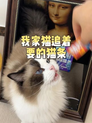 别再买普通猫条啦! 毛孩啵啵猫条了解一下~ #猫条 #猫条推荐 #猫条测评
