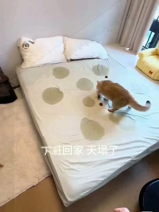 养宠家庭猫咪狗狗乱尿,那就赶紧用这个#除臭喷雾 #宠物除臭